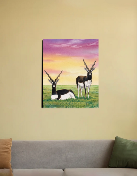 The blackbuck 16"x20" Canvas Poster by @rashmittabaruah