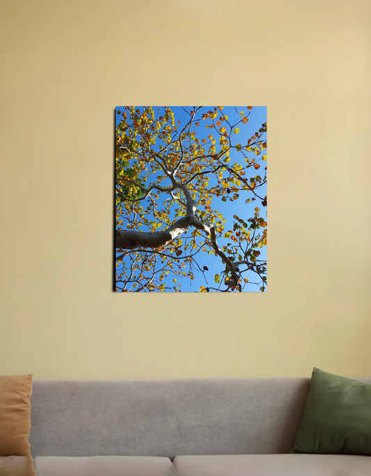 Nature 16"x20" Canvas Poster by Shubhra Saha